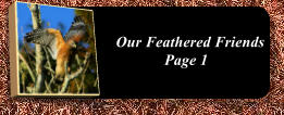 Our Feathered Friends Page 1