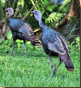 Osceola Turkeys - Gobblers