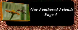 Our Feathered Friends Page 4